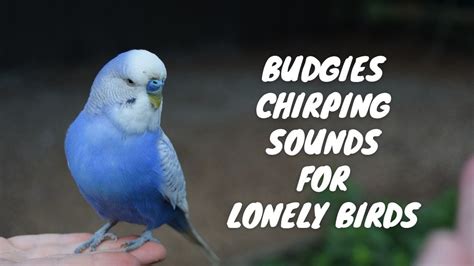 Budgies Chirping Sounds For Lonely Birds 1 Hour Bird Sounds Youtube