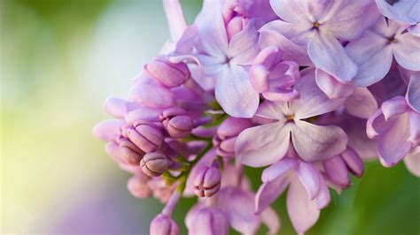 Download Wallpaper X Lilacs Flowers Lilac Full Hd Hdtv Fhd P Hd Background