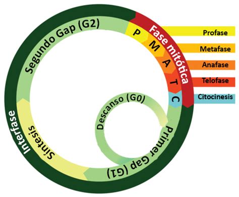 Esquema De Las Distintas Fases Del Ciclo Celular Consejos Celulares