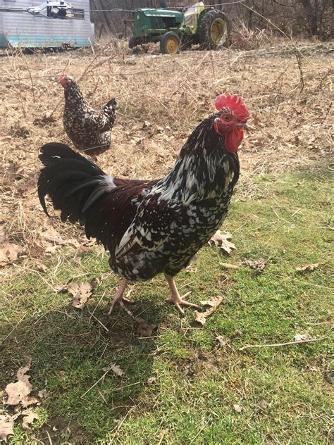 Rocky Speckled Sussex Cockerel Backyard Chickens
