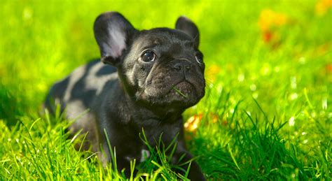 Shop wayfair for the best french bulldog bedding. 5 Things to Know About French Bulldogs