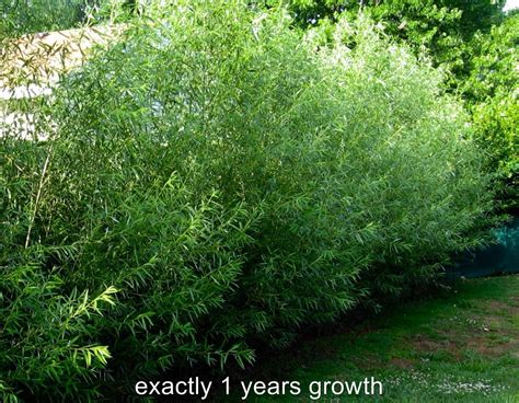 50 Austree Hybrid Willow Trees Salix Matsudana X Alba Austrees