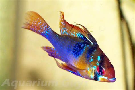 14 Best Fish Images On Pinterest Fish Aquariums Fish