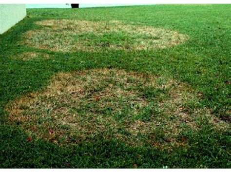 Scotts® diseaseex™ lawn fungicide offers a formula to cover a wide range of problem lawn diseases. Natural Lawn/Sod Fungus Remedy - Carrollwood, FL Patch