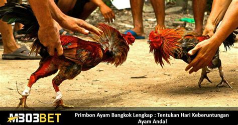 It was junk, sent by an unknown third party who is not using feedblitz to send their emails or manage their rss feeds. Gambar Ayam Philipina / Ayam Filipina Ditakuti Di Arena ...