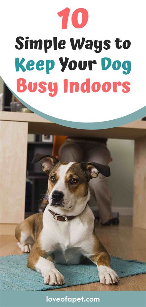 Top 10 Simple Ways To Keep Your Dog Busy Indoors Love Of A Pet In