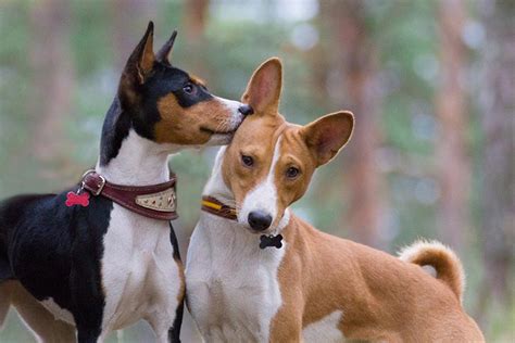 Basenji Dog Breed Information