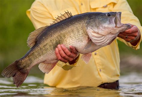 10 Pound Bass Tips How To Catch Big Largemouth Bass Field And Stream