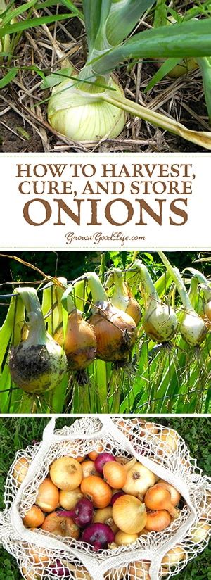 There are a few solutions for that. Harvesting, Curing, and Storing Onions