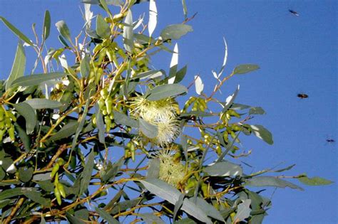 Plantfiles Pictures Eucalyptus Species Mallee Tree Eucalyptus