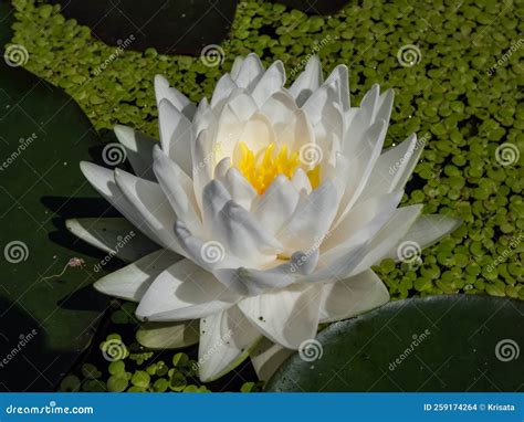 Delicate White Water Lily Flower With Yellow Middle Blooming In A Pond