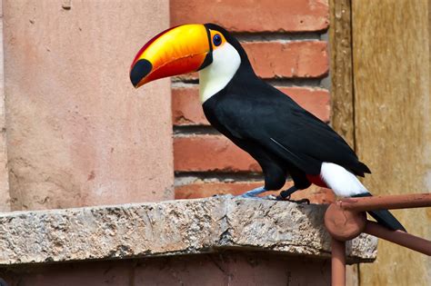 Toucan Parrot Bird Tropical 19 Wallpapers Hd Desktop