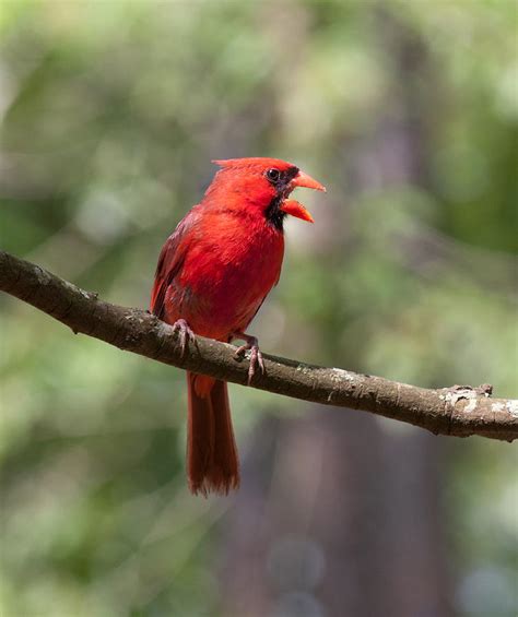 The Singing Cardinal Photograph By Lara Ellis