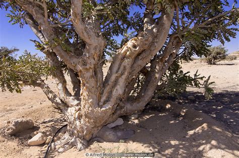 Photo Of Frankincense Tree Wadi Dawkah Frankincense Park Dhofar Oman