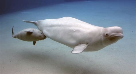 Cutest Marine Mammal Moms Oceana Canada Beluga Whale From The Time
