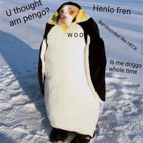 Pin By Megan Evens On Doggo Memes Animal Memes Dog Jokes Dog Memes
