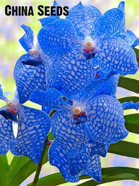 For Sale 100 Pcs Rare Orchids Bonsai Blue Butterfly Orchid Bonsai