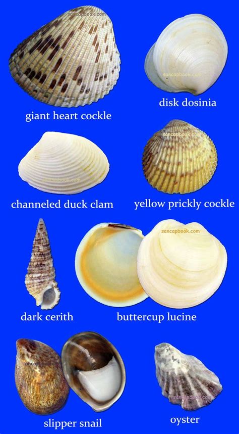 57 Best Seashell Identification Around The World Images