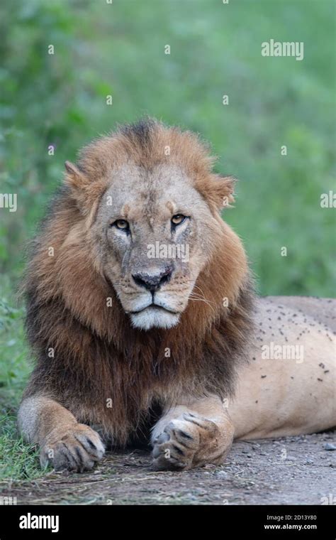 Lion Panthera Leo In Kenya Africa Stock Photo Alamy