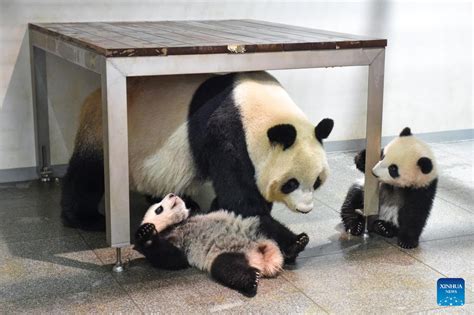 Twin Pandas Make Public Debut At Tokyo Zoo Much To Delight Of Lucky Few