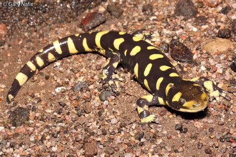 Barred Tiger Salamander Ambystoma Mavortium Mavortium