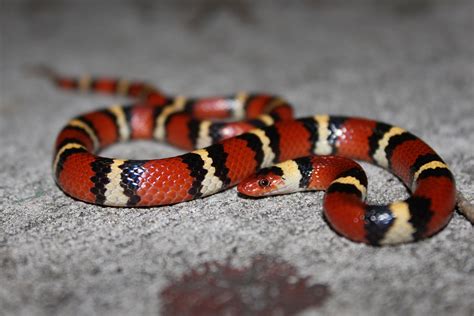 Scarlet Kingsnake Florida Snake Id Guide