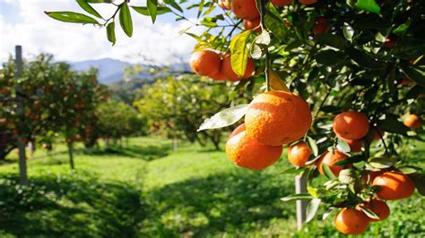 Arunachal Pradesh Aims To Export Quality Mandarin Oranges Youtube