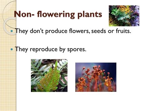 Ppt Plant Classification Powerpoint Presentation Free Download Id