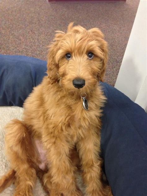 Vaccinations, lineage papers, and included accessories are also considered when pricing irish doodle pups. Irish Doodle ( Irish Setter Poodle Mix) Facts, Temperament ...