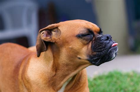 Bad Breath In Dogs What You Need To Know Dogbitters