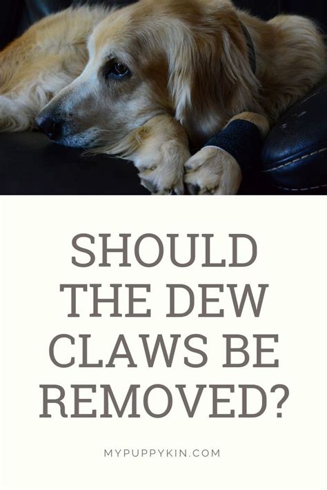 Purpose of the dew claw. The dew claws are extra toe nails that are located on the ...
