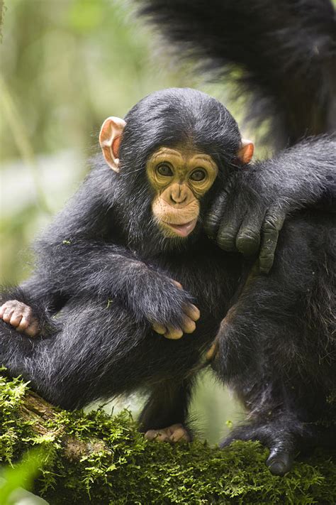 Chimpanzee Infant Uganda Photograph By Suzi Eszterhas Fine Art America