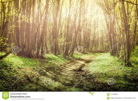 Fairy Tale Forest With Trees And Natural Sunlight In The Misty Path
