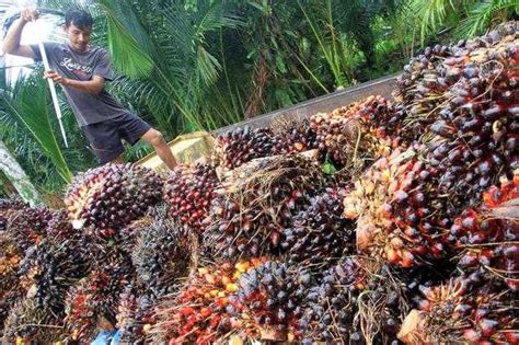 Perkebunan Kelapa Sawit Ancam Kelestarian Hutan Alam Papua Koran
