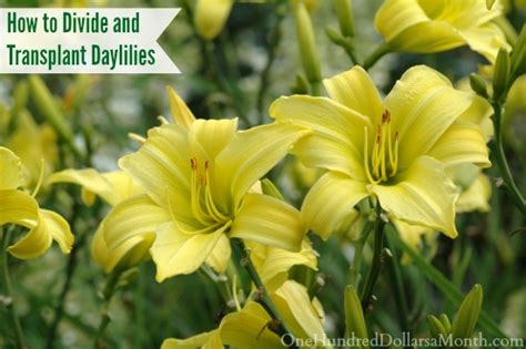 Free shipping available on many items. How to Divide and Transplant Daylilies - One Hundred ...