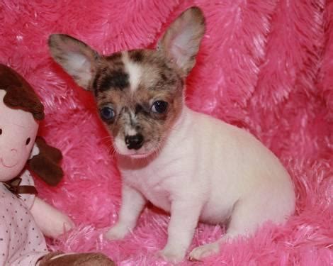 8 week old chihuahua puppies. Kaylee, 8 week old female chihuahua puppy for Sale in ...