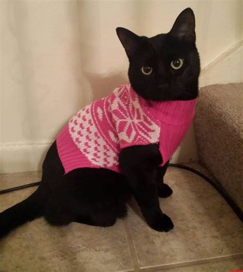 Black Cat Friday In A Sweater Catsblack Cat