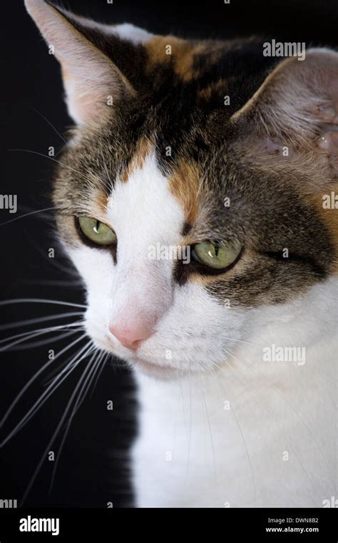 Calico Cat High Resolution Stock Photography And Images Alamy