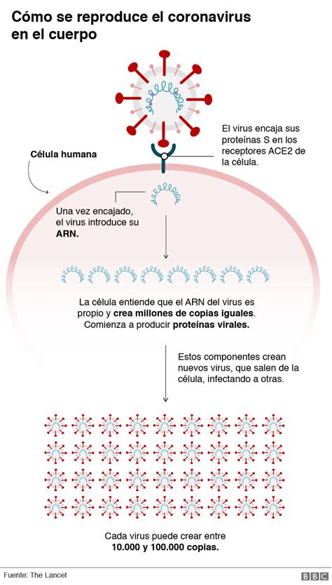 Síntomas Del Coronavirus En Qué Se Diferencia La Pérdida De Olfato Y