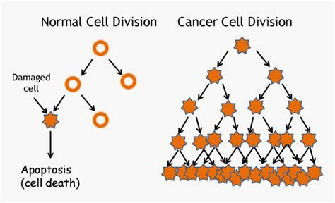 Picture Cancer Vs Normal Cell Division Hd Png Download Kindpng