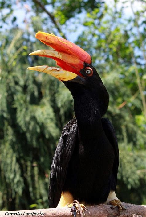 146 Best Images About Hornbills On Pinterest Wildlife Photography