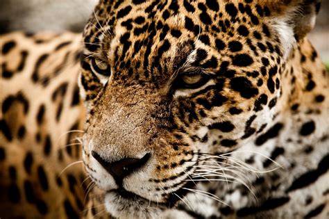 Wallpaper Jaguars Big Cats Snout Animal Staring 2048x1365