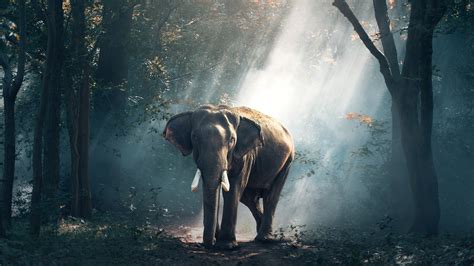 1920x1080 Elephant Laptop Full Hd 1080p Hd 4k Wallpapers Images