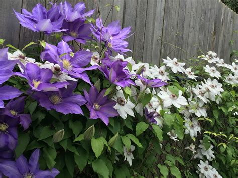 How To Grow And Care For Clematis World Of Flowering Plants