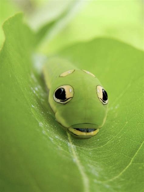 10 Remarkable Types Of Caterpillars And What They Become 45 Off