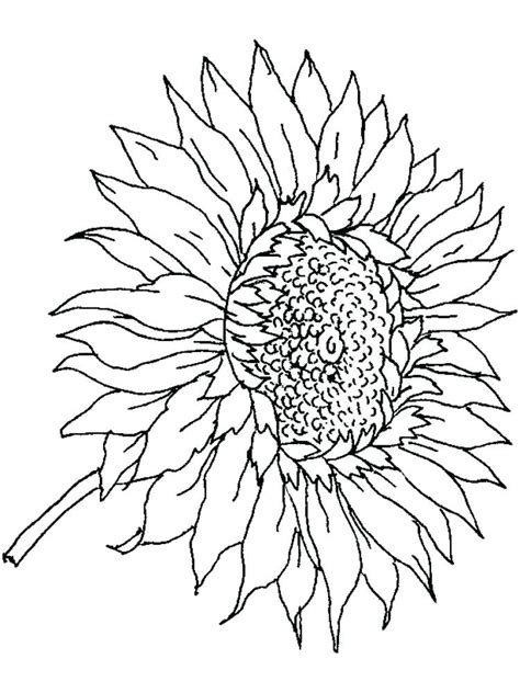 Choose your favorite realistic coloring page and start coloring. Sunflower Coloring Pages For Adults at GetColorings.com ...