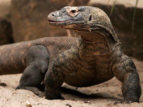 Komodo Dragon The Biggest Animals Kingdom
