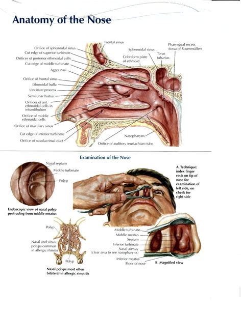 Anatomy And Physiology Of Ear Nose And Throat Pharmahelp