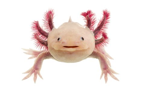 All About The Axolotl Ambystoma Mexicanum