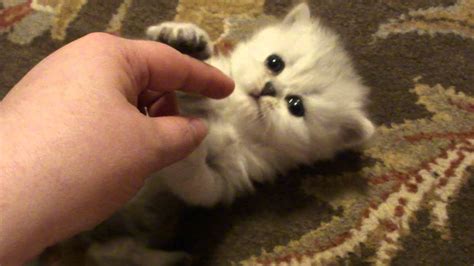 Baby kittens need a lot of love and care to survive, especially when they have been taken away from their this helps to clean the instruments thoroughly, making them completely free of germs. Shaded Silver Persian Kittens Having Fun at Daphne's Dolls ...
